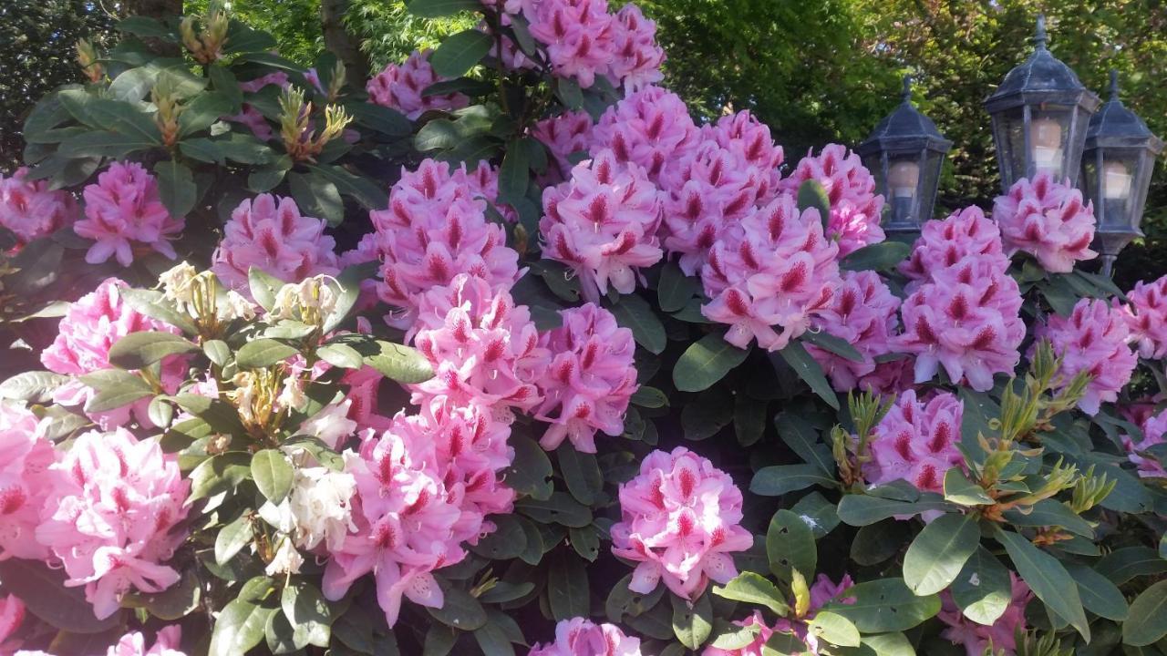 ווסטרשטדה Ferienwohnung Gartenblick מראה חיצוני תמונה