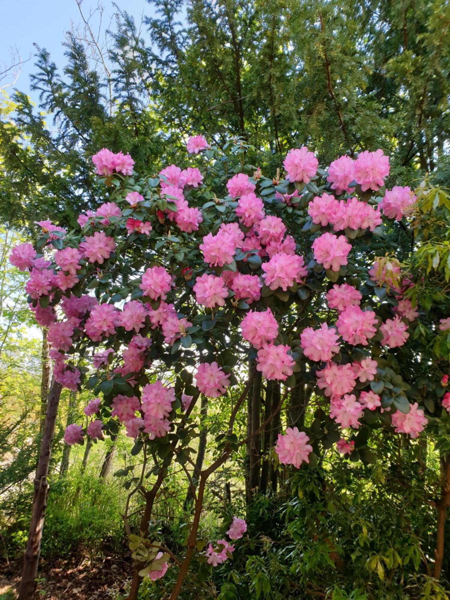 ווסטרשטדה Ferienwohnung Gartenblick מראה חיצוני תמונה