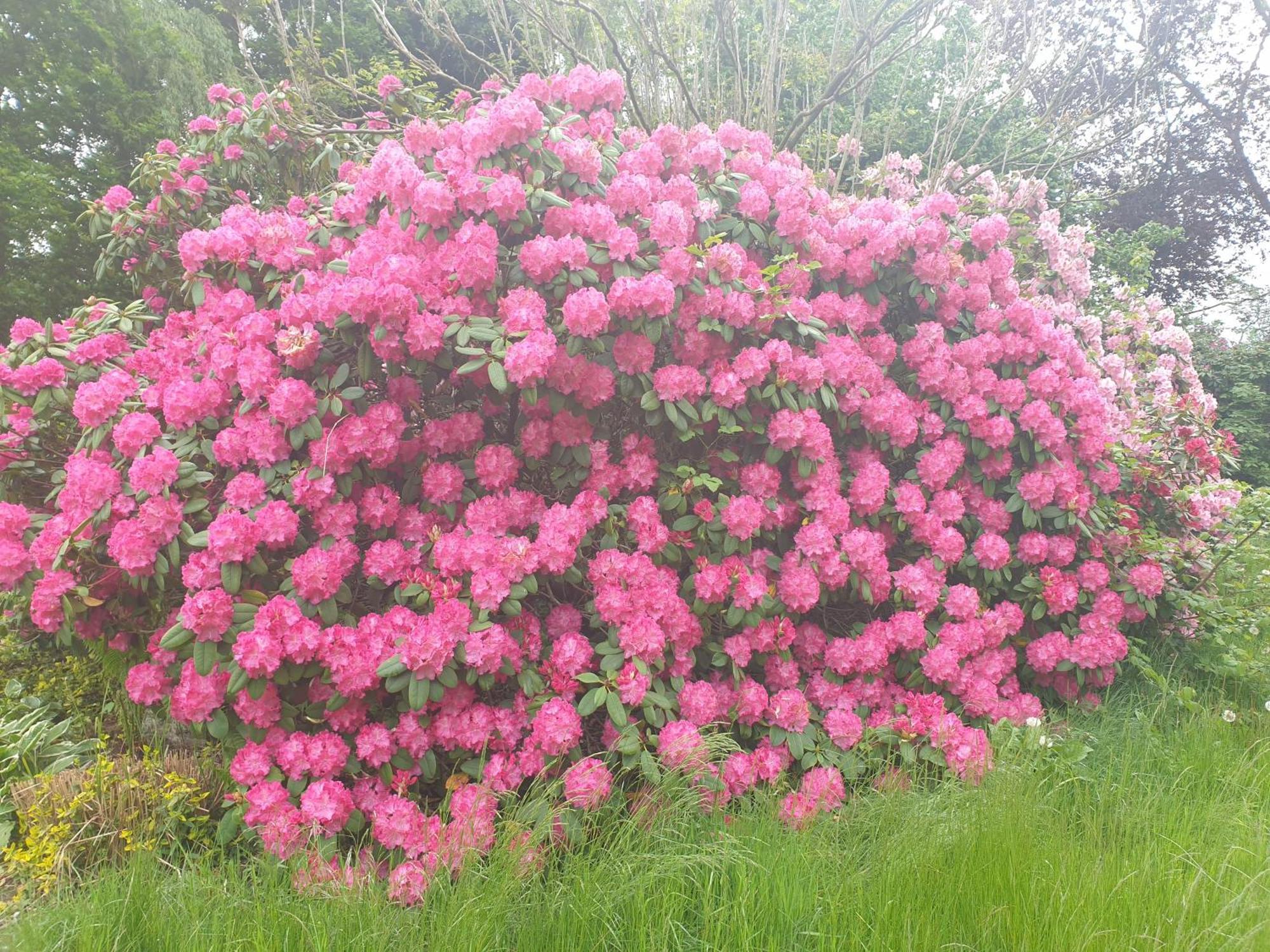 ווסטרשטדה Ferienwohnung Gartenblick מראה חיצוני תמונה